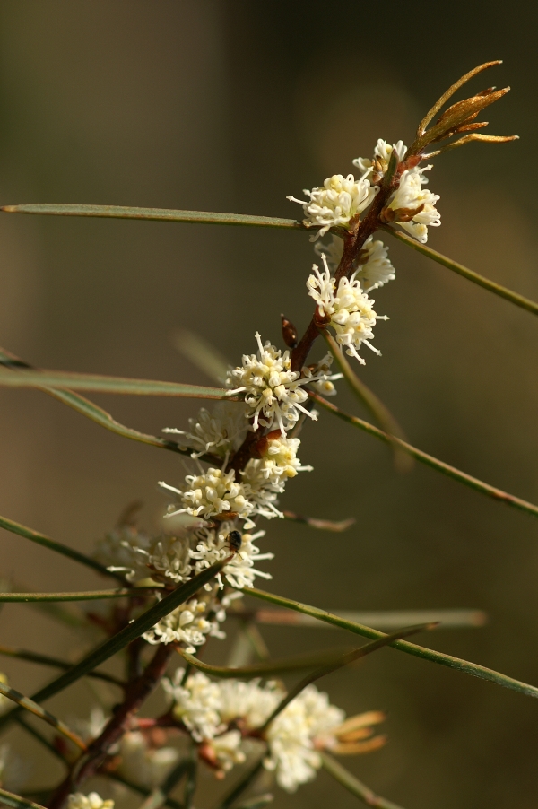 Hakea carinata